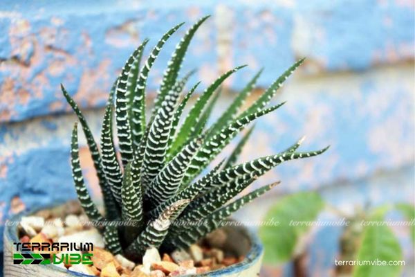 Sen Đá Móng Rồng 1 Đặc điểm hình thái sinh học của Sen Đá Móng Rồng