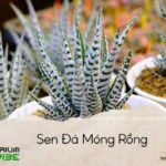 sen đá móng rồng