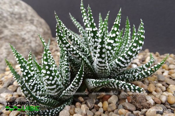 Sen Đá Móng Rồng 2 Sen Đá Móng Rồng sinh trưởng trong hốc đá khô ráo ở Eastern Cape, Nam Phi