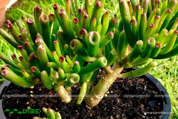 Sen Đá Ống Điếu 1 Đặc điểm hình thái sinh học Sen Đá Ống Điếu