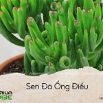 sen-da-ong-dieu