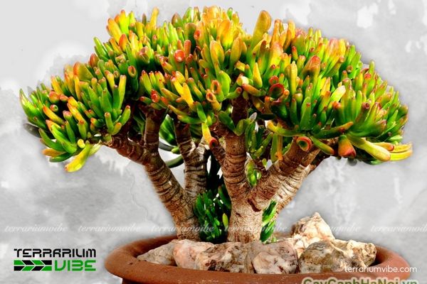 Sen Đá Ống Điếu 3 Sen Đá Ống Điếu trong terrarium mở, bố cục khô tự nhiên với đá và sỏi