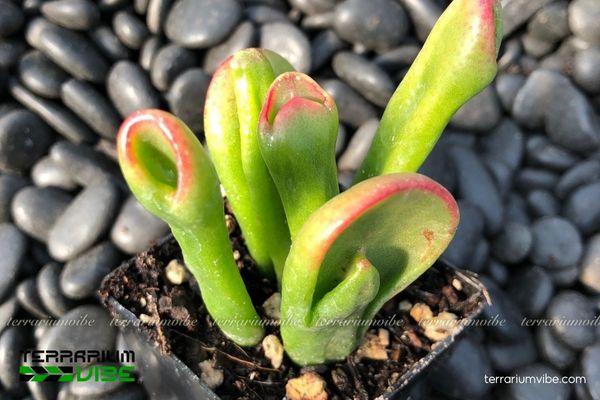 Sen Đá Ống Điếu 4 Chăm sóc Sen Đá Ống Điếu: ánh sáng gián tiếp, ẩm vừa và tưới ít