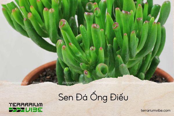 sen-da-ong-dieu sen-da-ong-dieu