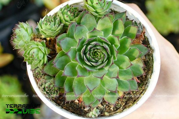 Sen Đá Phật Bà 1 Đặc điểm hình thái sinh học của Sen Đá Phật Bà