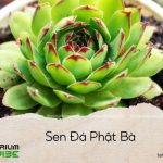 sen đá phật bà