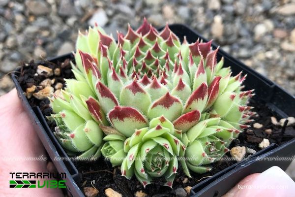 Sen Đá Phật Bà 2 Sen Đá Phật Bà sinh trưởng trên sườn đá khô ráo, thoáng gió