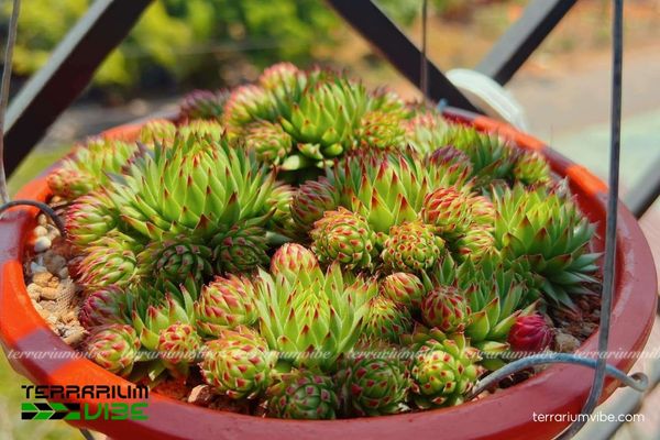 Sen Đá Phật Bà 3 Sen Đá Phật Bà dáng nhỏ gọn, phù hợp terrarium cỡ nhỏ đến trung bình