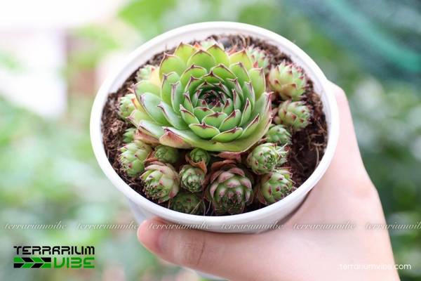 Sen Đá Phật Bà 4 Phun sương nhẹ giúp duy trì độ ẩm ổn định cho Sen Đá Phật Bà