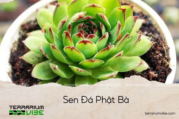 sen-da-phat-ba-ong sen đá phật bà