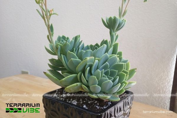 Sen Đá Thái 1 Đặc điểm hình thái sinh học của Sen Đá Thái