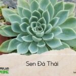 sen đá thái