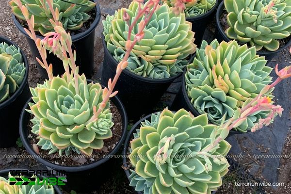 Sen Đá Thái 3 Sen Đá Thái trong terrarium mở, bố cục gọn gàng với sỏi và đá tự nhiên