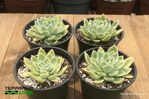 Sen Đá Thái 4 Điều kiện chăm sóc cây Sen Đá Thái trong terrarium