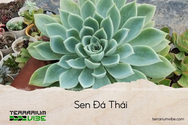 sen-da-thai sen đá thái