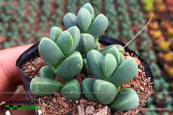 Sen đá Trái Tim 3 Sen đá Trái Tim phù hợp trong terrarium mở, bố cục khô thoáng