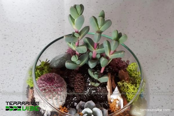 Sen đá Trái Tim 4 Điều kiện chăm sóc Sen Đá Trái Tim cần đảm bảo