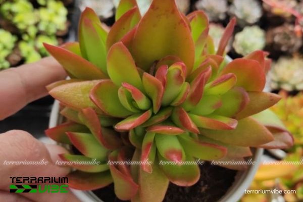 Sen Đá Tứ Phương 1 Đặc điểm hình thái sinh học và hình thái của Sen Đá Tứ Phương