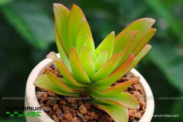 Sen Đá Tứ Phương 4 Cách chăm sóc cơ bản cho Sen Đá Tứ Phương