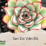 sen đá viền đỏ