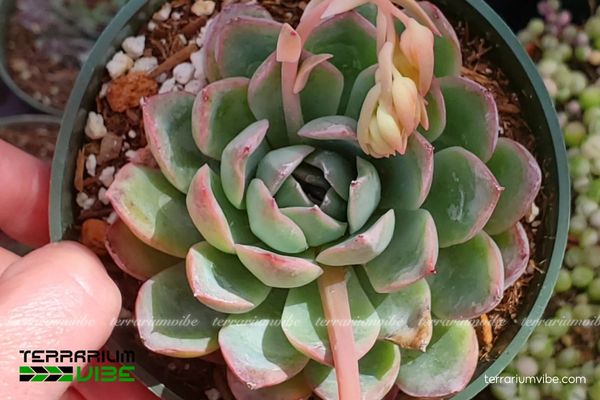 Sen Đá Viền Đỏ 2 Sen Đá Viền Đỏ có nguồn gốc từ vùng núi khô hạn Mexico, ưa nắng