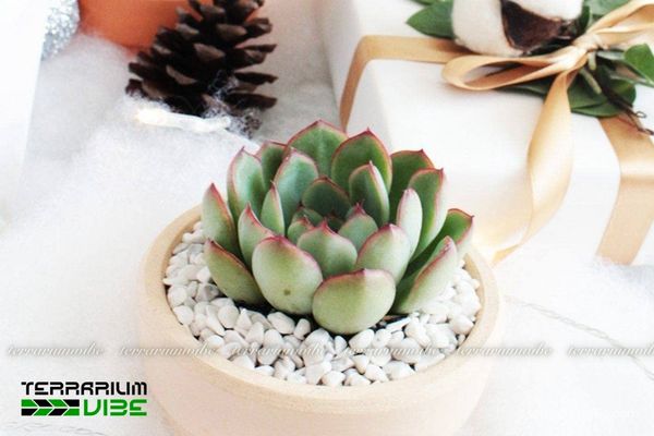 Sen Đá Viền Đỏ 3 Ưa khô, phát triển chậm, hợp terrarium mở và bố cục sa mạc