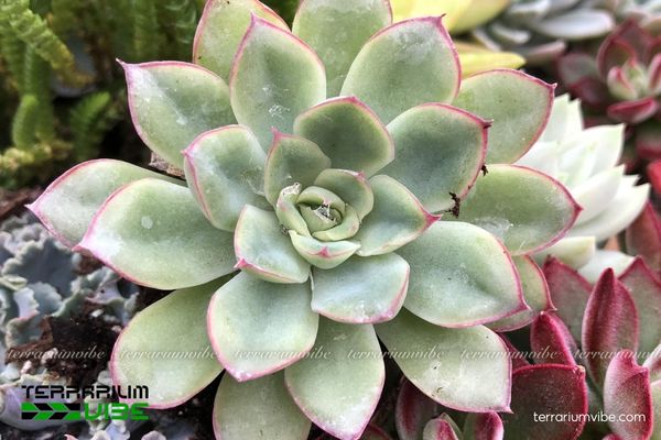 Sen Đá Viền Đỏ 4 Điều kiện môi trường chăm sóc cơ bản cho Sen Đá Viền Đỏ