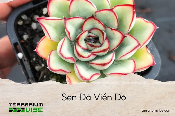 sen-da-vien-do sen đá viền đỏ