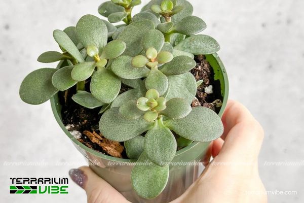 Sen Thạch Bích 1 Phân loại sinh học và hình thái của Sen Thạch Bích