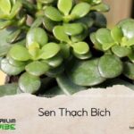 sen thạch bích