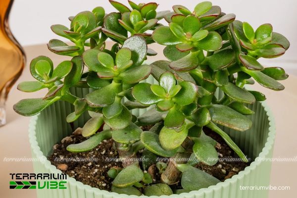 Sen Thạch Bích 2 Sen Thạch Bích có nguồn gốc từ Nam Phi, thích nghi tốt với khí hậu khô