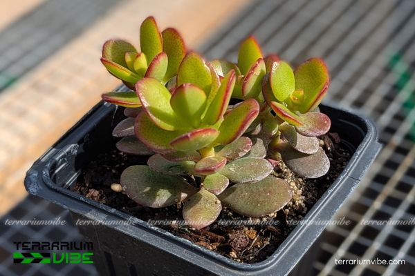 Sen Thạch Bích 3 Sen Ngọc Bích dễ bố trí trong terrarium, thích hợp phối cùng rêu