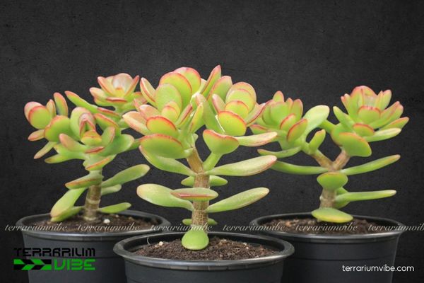 Sen Thạch Bích 4 Điều kiện môi trường cần thiết để cây cây Sen Thạch Bích khỏe