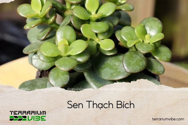 sen-thach-bich sen thạch bích