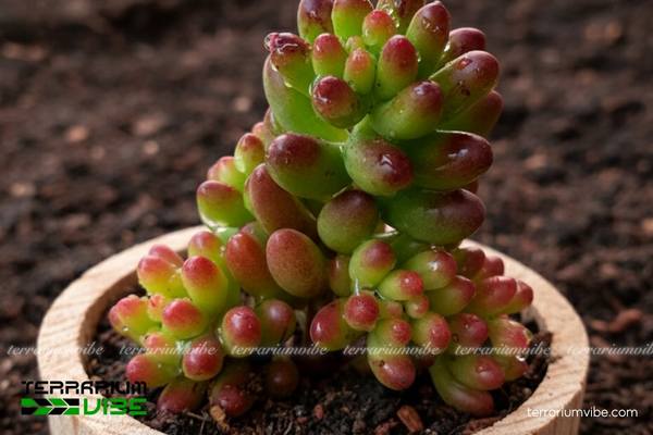 Sen Thạch Ngọc 1 Đặc điểm hình thái sinh học của Sen Thạch Ngọc