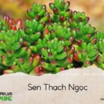 sen thạch ngọc