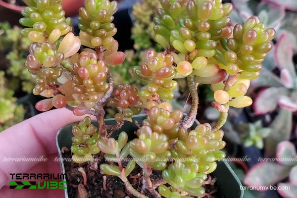 Sen Thạch Ngọc 3 Sen Thạch Ngọc làm điểm nhấn trong terrarium, phối rêu và đá