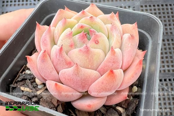 Sen Đá Bánh Bao 2 Sen Đá Bánh Bao có xuất xứ từ vùng núi đá khô hạn Trung Mỹ