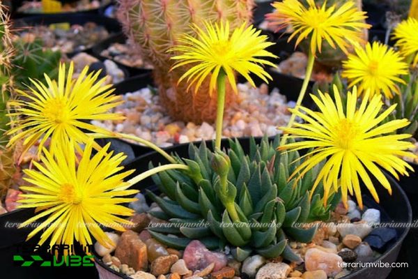 Sen Đá Cỏ Ngọc 2 Sen Đá Cỏ Ngọc sinh trưởng tự nhiên trên nền đất đá khô ráo Nam Phi