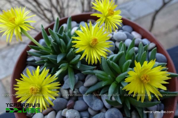 Sen Đá Cỏ Ngọc 3 Terrarium Sen Đá Cỏ Ngọc với dáng cây nhỏ gọn, bố cục sỏi đá tự nhiên