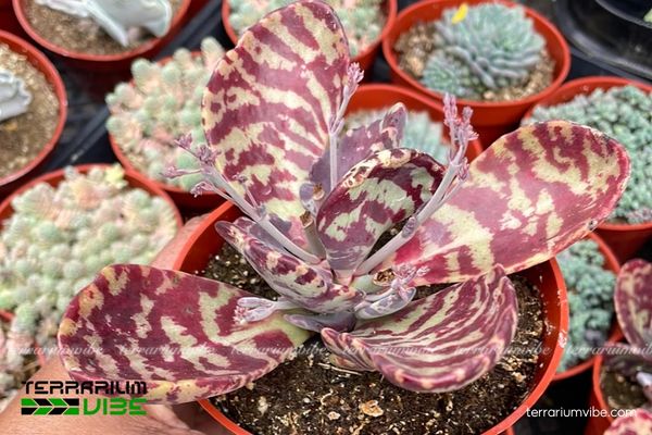 Sen Đá Gấm 1 Đặc điểm hình thái sinh học của Sen Đá Gấm