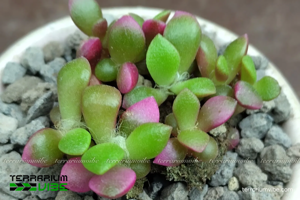 Sen đá Hồng Sao 3 Sen đá Hồng Sao rất phù hợp làm điểm nhấn trong terrarium hồ cạn