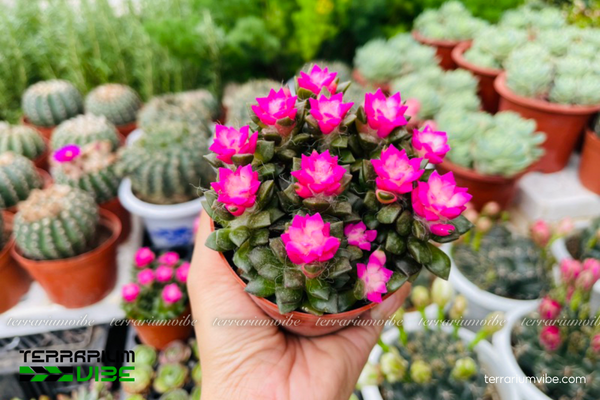 Sen đá Hồng Sao 4 Cách chăm sóc cây sen đá Hồng Sao trong làm tiểu cảnh