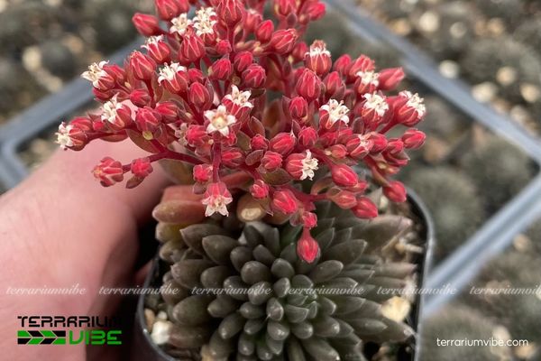 Sen Đá Nhím Đen 1 Đặc điểm hình thái sinh học cho cây Sen Đá Nhím Đen