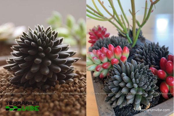 Sen Đá Nhím Đen 3 Sen Đá Nhím Đen trong terrarium mở, phong cách sa mạc khô, làm điểm nhấn cho tiểu cảnh