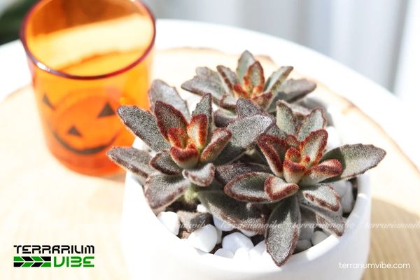 Sen Đá Nhung Viền Đen 1 Đặc điểm hình thái sinh học của Sen Đá Nhung Viền Đen