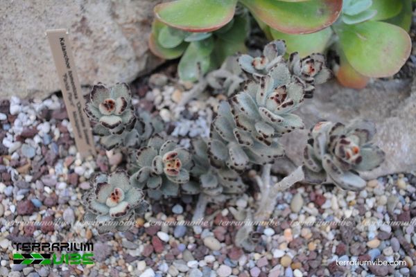 Sen Đá Nhung Viền Đen 2 Sen Đá Nhung Viền Đen thích nghi tốt với môi trường khô, nhiều ánh sáng