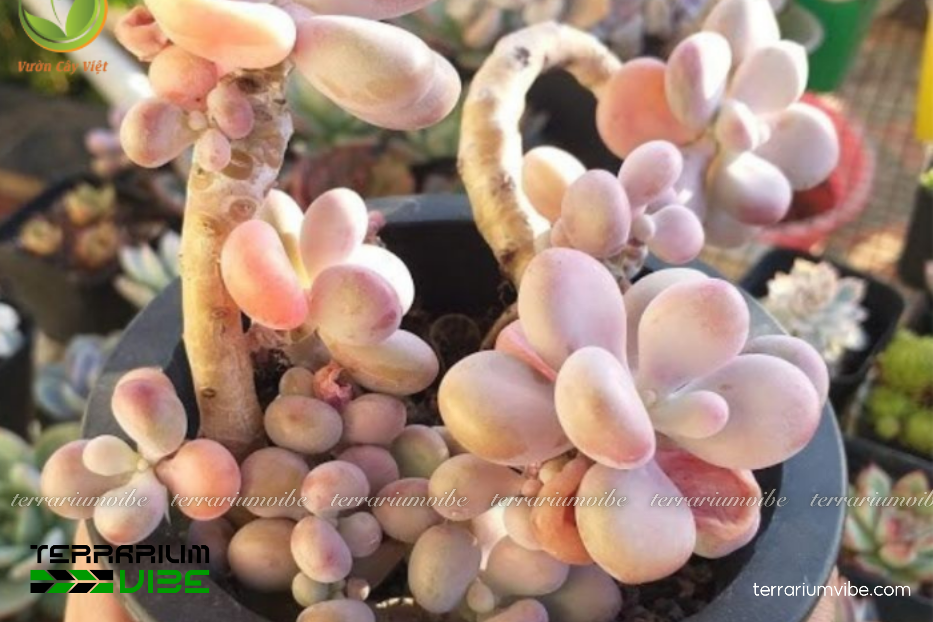 Sen Đá Sỏi 3 Sen Đá Sỏi trong terrarium mở, bố cục khô đặt làm điểm nhấn trung tâm