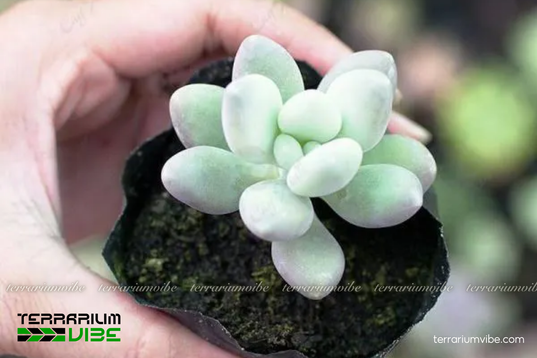 Sen Đá Sỏi 4 Sen Đá Sỏi cần sáng gián tiếp, giá thể thoát nước tốt, môi trường khô thoáng