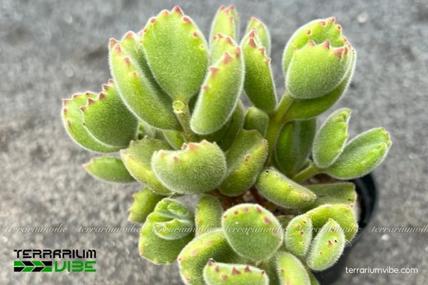 Sen Đá Tay Gấu 3 Sen Đá Tay Gấu phù hợp terrarium mở hoặc bán mở